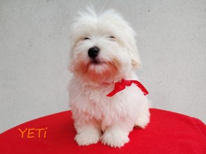 YETI