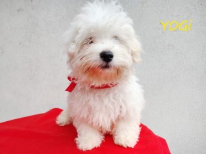 YOGI