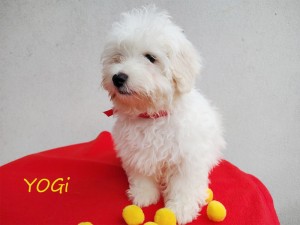 YOGI