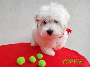 YOPPIE