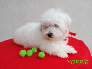 YOPPIE
