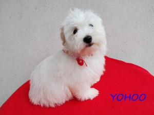 YOHOO