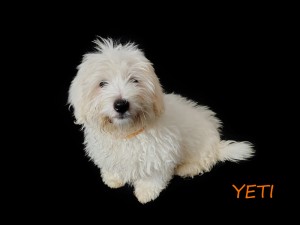 YETI
