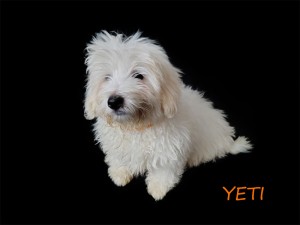 YETI