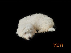 YETI