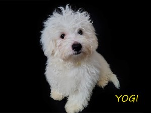 YOGI