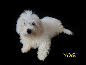 YOGI