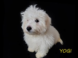 YOGI