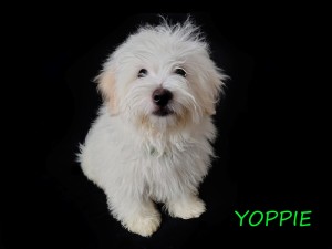 YOPPIE