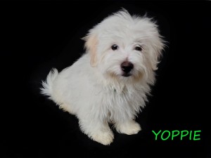 YOPPIE