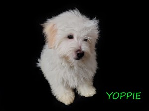 YOPPIE