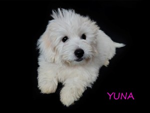 YUNA