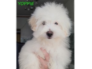 YOPPIE