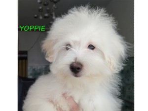 YOPPIE