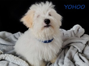 YOHOO