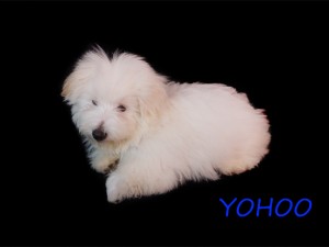 YOHOO