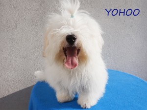 YOHOO