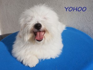 YOHOO