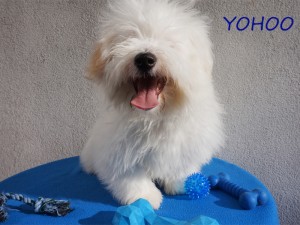 YOHOO