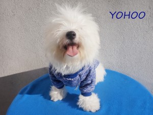 YOHOO