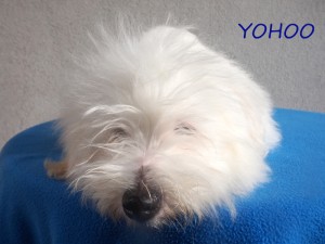YOHOO