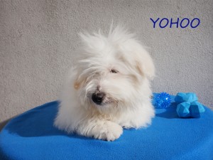 YOHOO