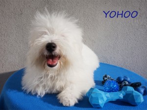 YOHOO