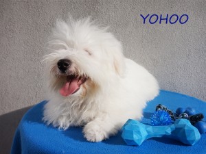YOHOO