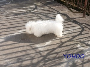 YOHOO